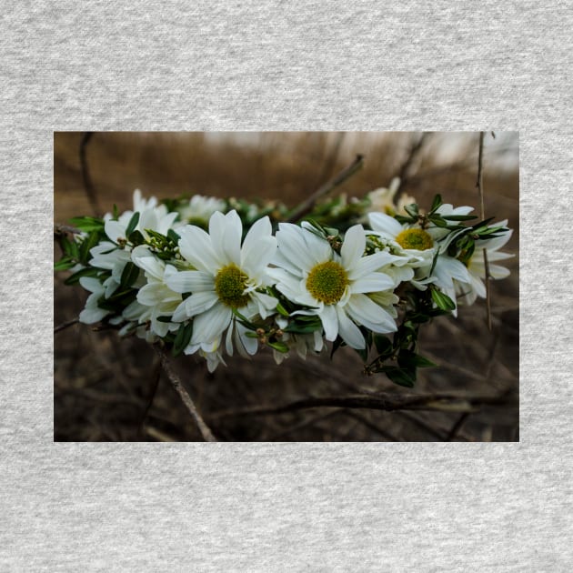 Daisy Chain by inphocus